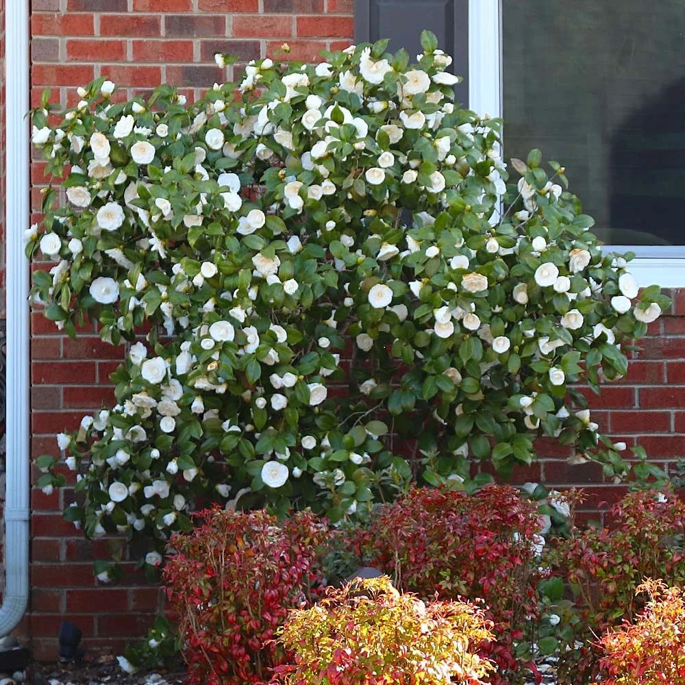 Brighter Blooms April Snow Camellia Shrub Shrubs & Hedges 4 Brighter Blooms April Snow Camellia Shrub Shrubs & Hedges