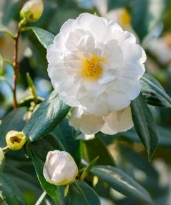 Brighter Blooms April Snow Camellia Shrub Shrubs & Hedges 6 Brighter Blooms April Snow Camellia Shrub Shrubs & Hedges