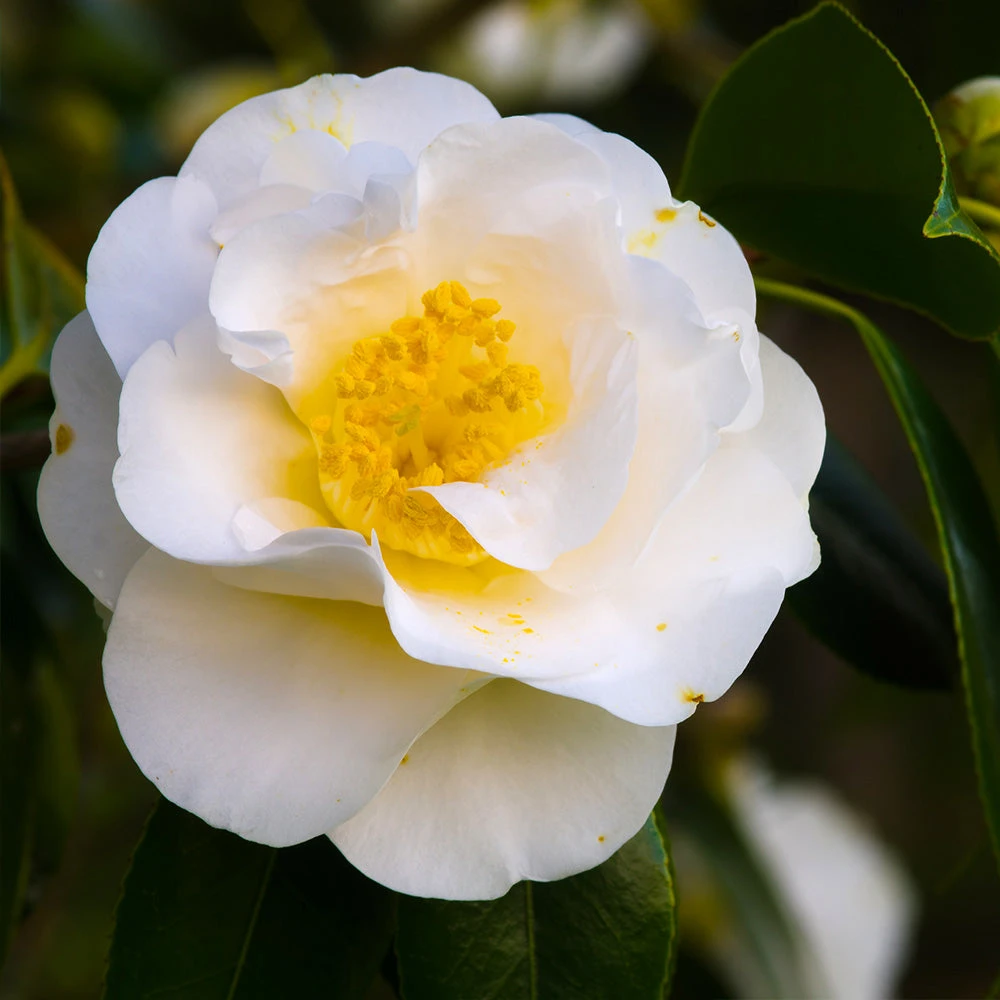 Brighter Blooms April Snow Camellia Shrub Shrubs & Hedges 2 Brighter Blooms April Snow Camellia Shrub Shrubs & Hedges