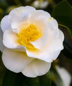 Brighter Blooms April Snow Camellia Shrub Shrubs & Hedges