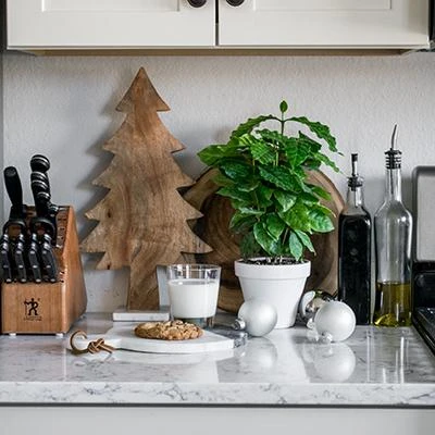 Brighter Blooms Fruit Trees Arabica Coffee Gift Plant 2 Brighter Blooms Fruit Trees Arabica Coffee Gift Plant