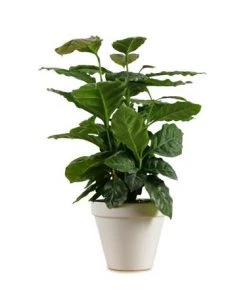 Brighter Blooms Fruit Trees Arabica Coffee Gift Plant 5 Brighter Blooms Fruit Trees Arabica Coffee Gift Plant