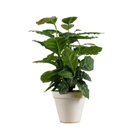 Brighter Blooms Fruit Trees Arabica Coffee Gift Plant 3 Brighter Blooms Fruit Trees Arabica Coffee Gift Plant