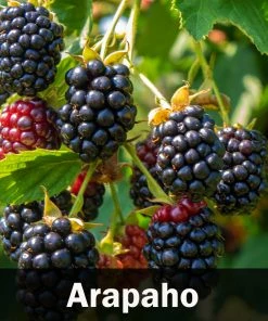 Brighter Blooms 3-in-1 Blackberry Bush 9 Brighter Blooms 3-in-1 Blackberry Bush