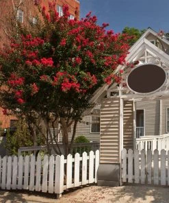 Brighter Blooms Arapaho Crape Myrtle Tree 7 Brighter Blooms Arapaho Crape Myrtle Tree