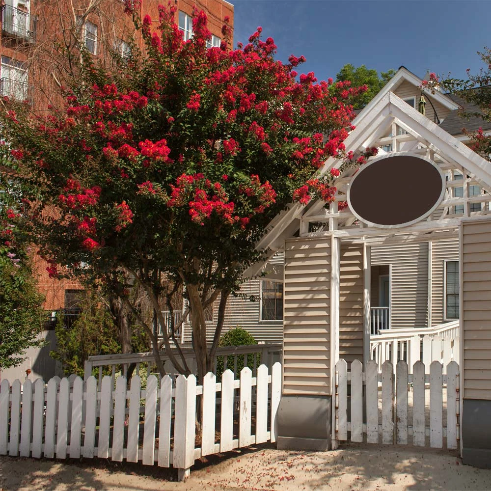 Brighter Blooms Arapaho Crape Myrtle Tree 3 Brighter Blooms Arapaho Crape Myrtle Tree