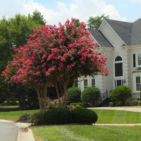 Brighter Blooms Arapaho Crape Myrtle Tree 1 Brighter Blooms Arapaho Crape Myrtle Tree