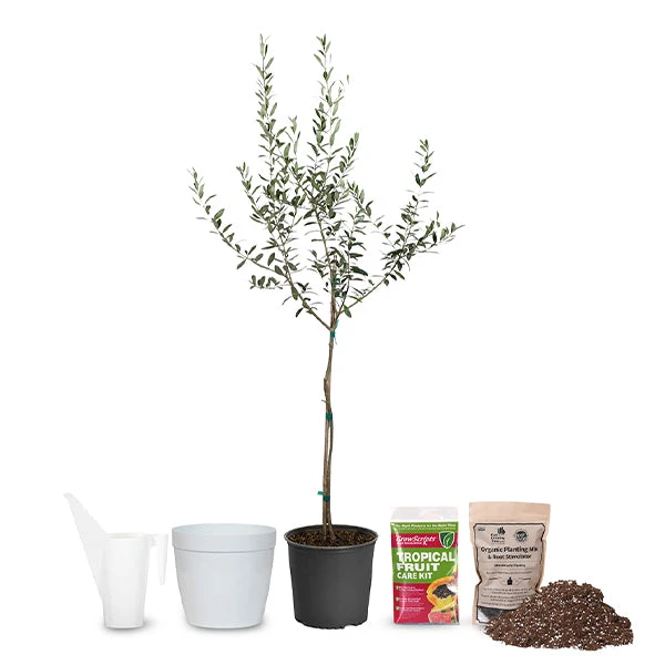 Brighter Blooms Arbequina Olive Starter Kit Olive Trees 1 Brighter Blooms Arbequina Olive Starter Kit Olive Trees