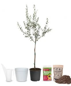 Brighter Blooms Arbequina Olive Starter Kit Olive Trees
