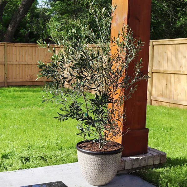 Brighter Blooms Fruit Trees Arbequina Olive Tree 1 Brighter Blooms Fruit Trees Arbequina Olive Tree