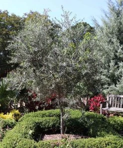 Brighter Blooms Fruit Trees Arbequina Olive Tree 8 Brighter Blooms Fruit Trees Arbequina Olive Tree