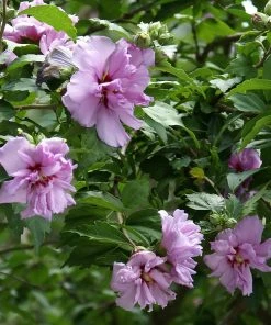 Brighter Blooms Ardens Rose Of Sharon Althea Shrub 6 Brighter Blooms Ardens Rose Of Sharon Althea Shrub