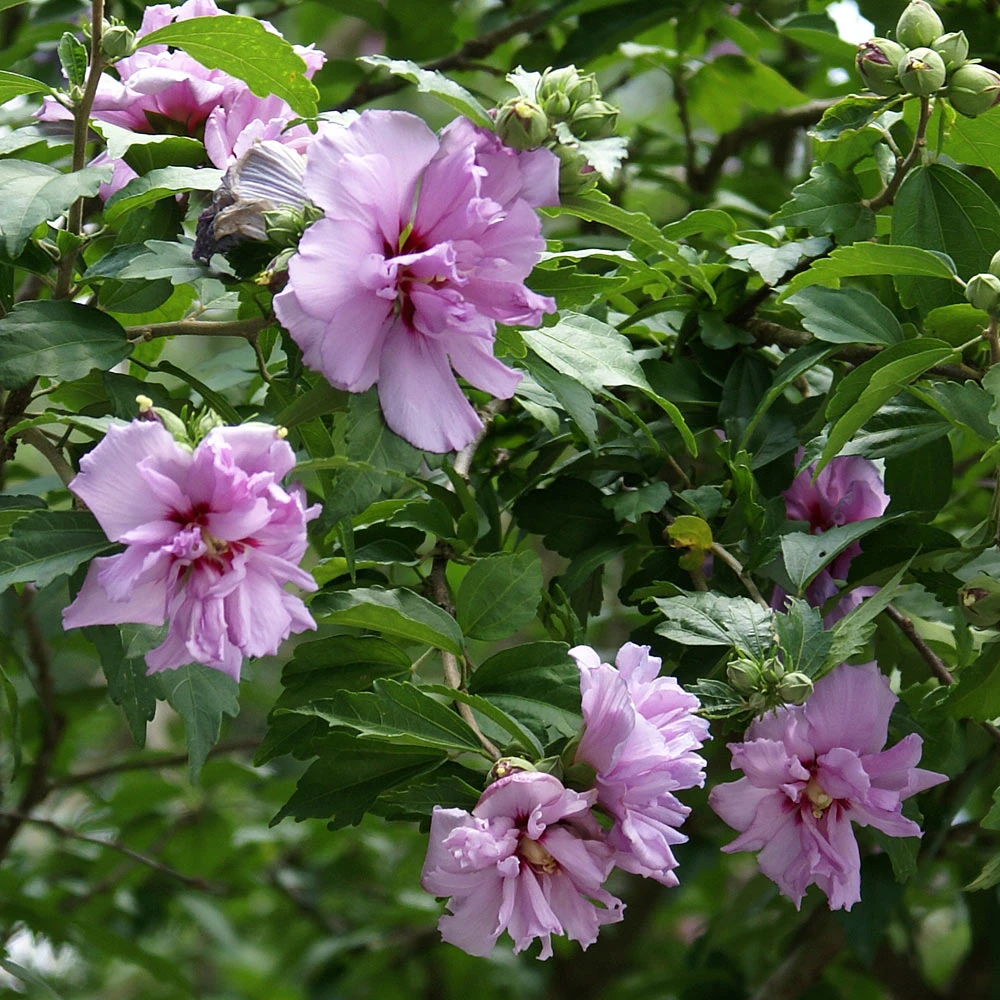 Brighter Blooms Ardens Rose Of Sharon Althea Shrub 3 Brighter Blooms Ardens Rose Of Sharon Althea Shrub