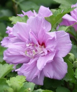 Brighter Blooms Ardens Rose Of Sharon Althea Shrub 7 Brighter Blooms Ardens Rose Of Sharon Althea Shrub