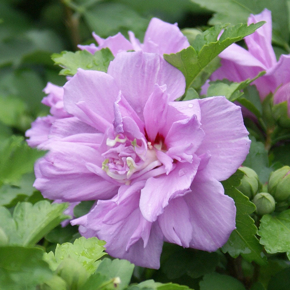 Brighter Blooms Ardens Rose Of Sharon Althea Shrub 4 Brighter Blooms Ardens Rose Of Sharon Althea Shrub