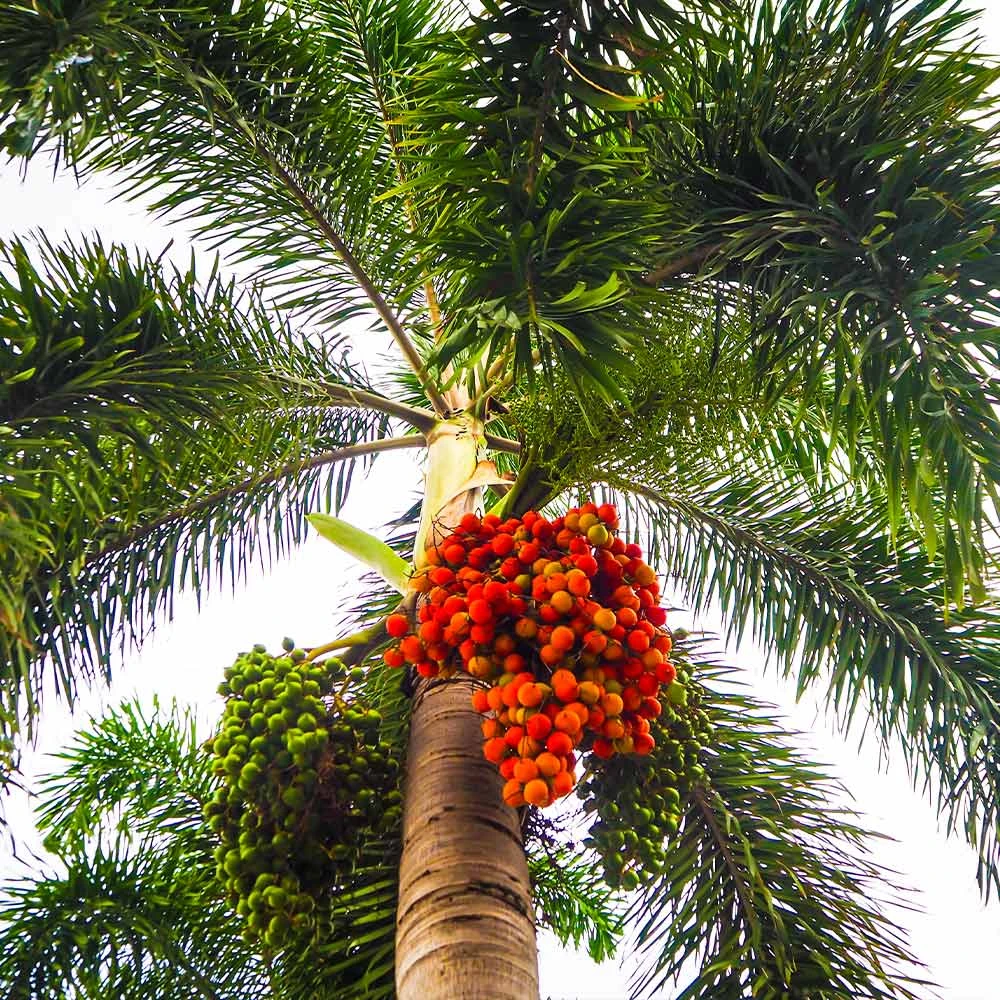 Brighter Blooms Palm Trees Areca Palm Tree 5 Brighter Blooms Palm Trees Areca Palm Tree