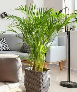 Brighter Blooms Palm Trees Areca Palm Tree