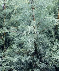 Brighter Blooms Evergreen & Privacy Drought-Tolerant Evergreen Tree 10 Brighter Blooms Evergreen & Privacy Drought-Tolerant Evergreen Tree