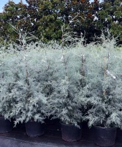 Brighter Blooms Evergreen & Privacy Drought-Tolerant Evergreen Tree 11 Brighter Blooms Evergreen & Privacy Drought-Tolerant Evergreen Tree