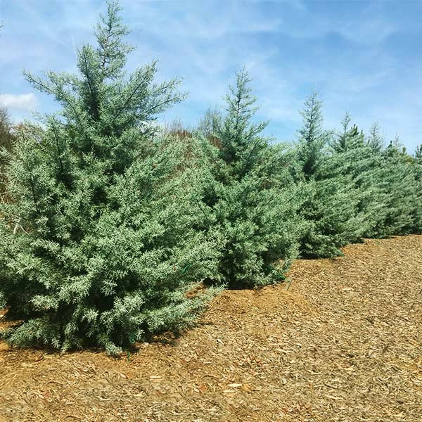 Brighter Blooms Evergreen & Privacy Drought-Tolerant Evergreen Tree 1 Brighter Blooms Evergreen & Privacy Drought-Tolerant Evergreen Tree