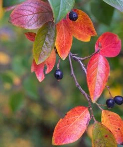 Brighter Blooms Viking Aronia Chokeberry Tree 8 Brighter Blooms Viking Aronia Chokeberry Tree