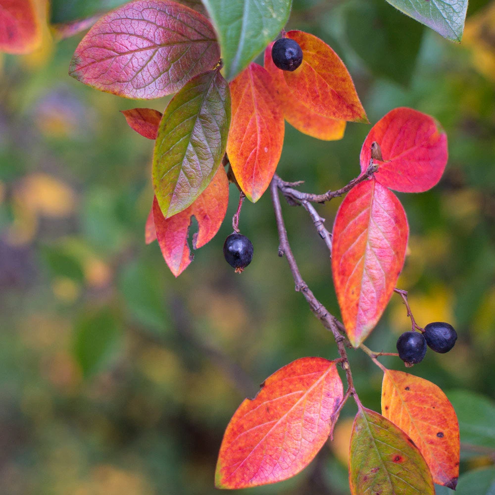 Brighter Blooms Viking Aronia Chokeberry Tree 3 Brighter Blooms Viking Aronia Chokeberry Tree