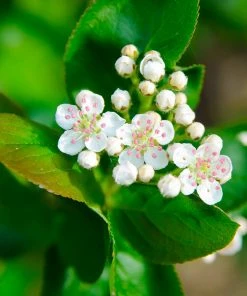 Brighter Blooms Viking Aronia Chokeberry Tree 9 Brighter Blooms Viking Aronia Chokeberry Tree