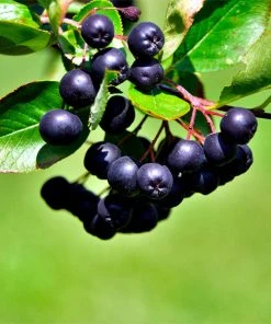 Brighter Blooms Viking Aronia Chokeberry Tree