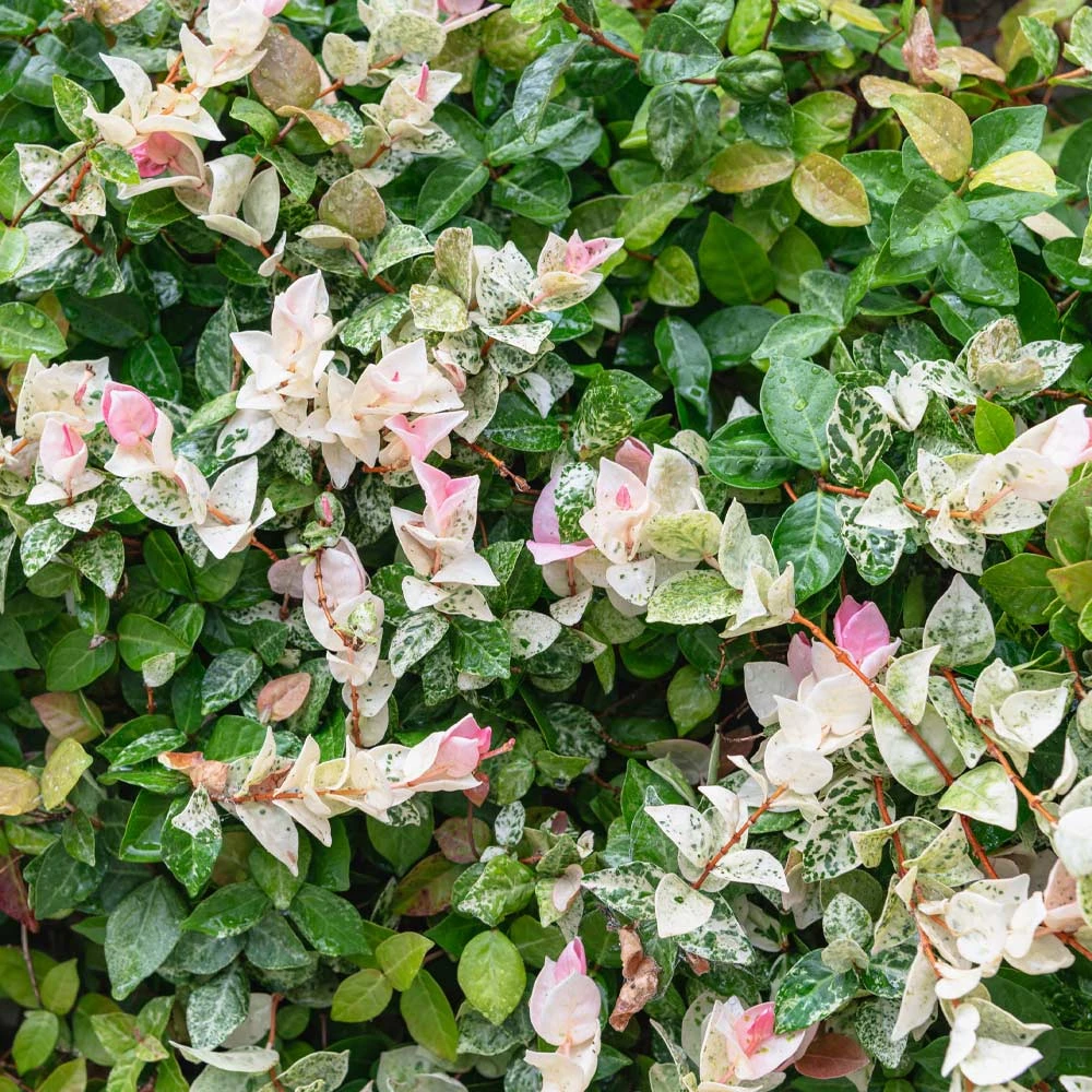 Brighter Blooms Snow-N-Summer™ Asiatic Jasmine Shrub 4 Brighter Blooms Snow-N-Summer™ Asiatic Jasmine Shrub