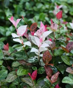 Brighter Blooms Snow-N-Summer™ Asiatic Jasmine Shrub 9 Brighter Blooms Snow-N-Summer™ Asiatic Jasmine Shrub