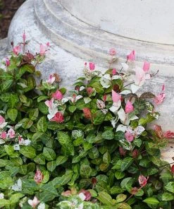 Brighter Blooms Snow-N-Summerâ„¢ Asiatic Jasmine Shrub