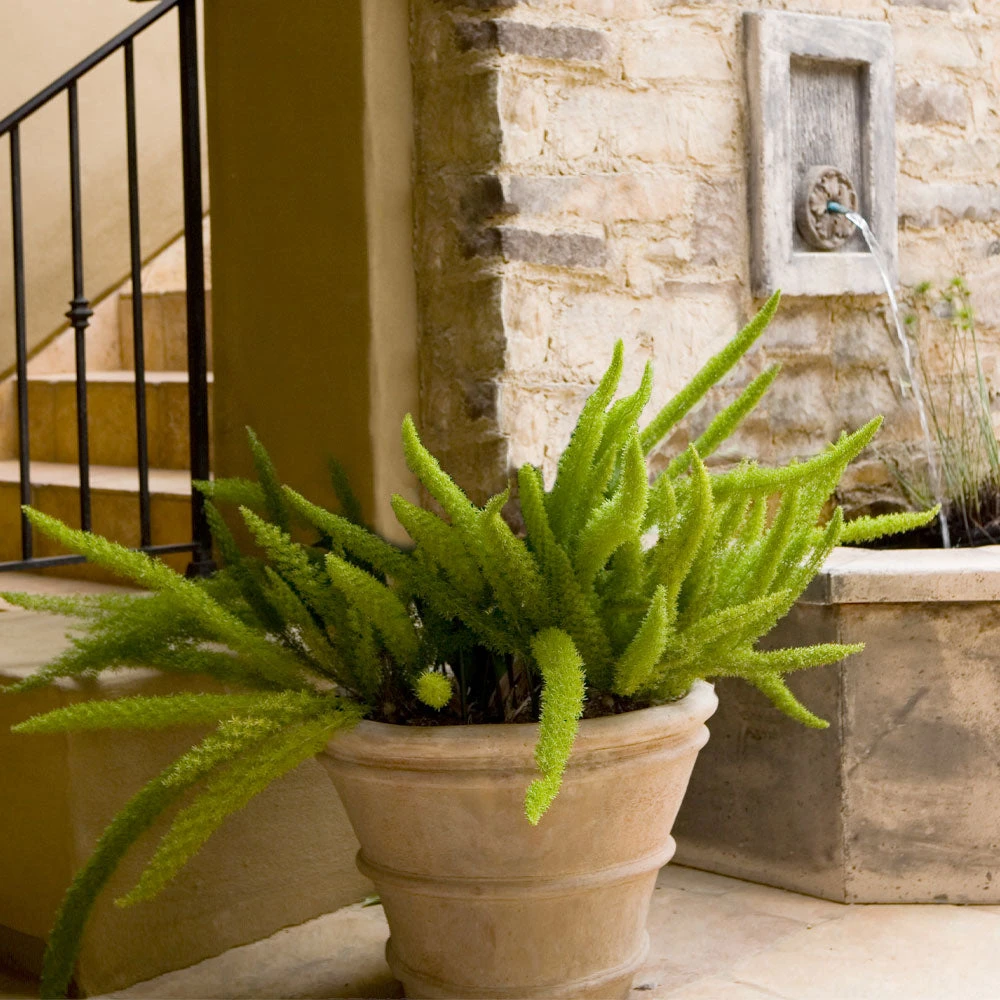 Brighter Blooms Myers Asparagus Fern Plant 2 Brighter Blooms Myers Asparagus Fern Plant