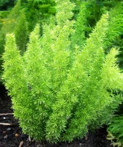 Brighter Blooms Myers Asparagus Fern Plant 8 Brighter Blooms Myers Asparagus Fern Plant