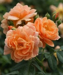 Brighter Blooms At Last® Rose 6 Brighter Blooms At Last® Rose