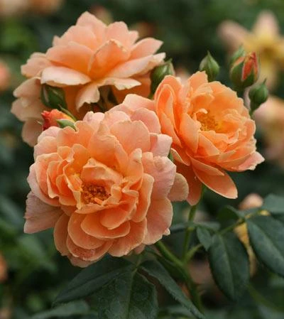 Brighter Blooms At Last® Rose 3 Brighter Blooms At Last® Rose