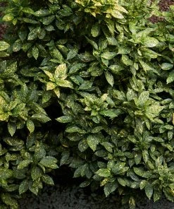 Brighter Blooms Japanese Gold Dust Aucuba Shrub Shade Trees 6 Brighter Blooms Japanese Gold Dust Aucuba Shrub Shade Trees