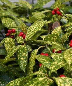 Brighter Blooms Japanese Gold Dust Aucuba Shrub Shade Trees 7 Brighter Blooms Japanese Gold Dust Aucuba Shrub Shade Trees