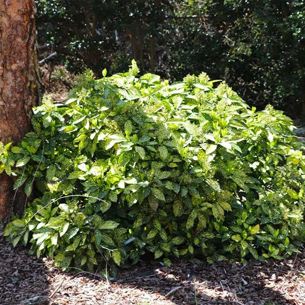 Brighter Blooms Japanese Gold Dust Aucuba Shrub Shade Trees 1 Brighter Blooms Japanese Gold Dust Aucuba Shrub Shade Trees