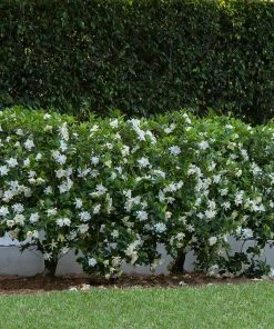Brighter Blooms Shrubs & Hedges August Beauty Gardenia Shrub 6 Brighter Blooms Shrubs & Hedges August Beauty Gardenia Shrub
