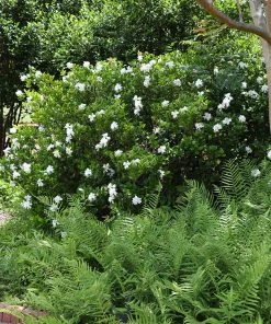 Brighter Blooms Shrubs & Hedges August Beauty Gardenia Shrub 7 Brighter Blooms Shrubs & Hedges August Beauty Gardenia Shrub