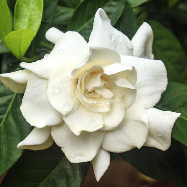 Brighter Blooms Shrubs & Hedges August Beauty Gardenia Shrub 1 Brighter Blooms Shrubs & Hedges August Beauty Gardenia Shrub