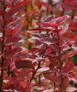 Brighter Blooms Aurora Blueberry Bush 7 Brighter Blooms Aurora Blueberry Bush
