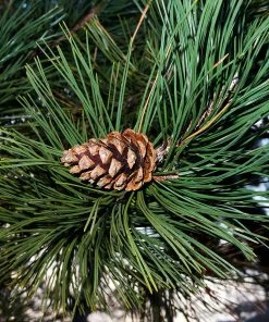 Brighter Blooms Austrian Pine Tree Evergreen & Privacy 8 Brighter Blooms Austrian Pine Tree Evergreen & Privacy