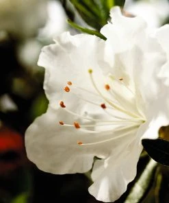 Brighter Blooms Shrubs & Hedges Autumn Angel® Encore® Azalea Shrub 7 Brighter Blooms Shrubs & Hedges Autumn Angel® Encore® Azalea Shrub