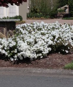 Brighter Blooms Shrubs & Hedges Autumn Angel® Encore® Azalea Shrub 9 Brighter Blooms Shrubs & Hedges Autumn Angel® Encore® Azalea Shrub