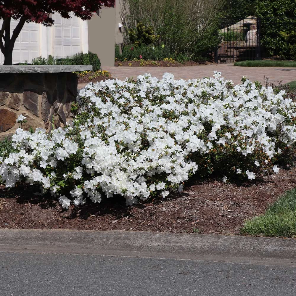Brighter Blooms Shrubs & Hedges Autumn Angel® Encore® Azalea Shrub 5 Brighter Blooms Shrubs & Hedges Autumn Angel® Encore® Azalea Shrub