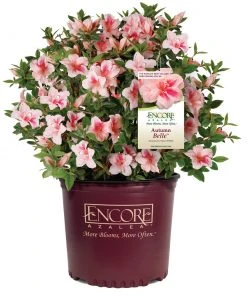 Brighter Blooms Autumn Belle™ Encore® Azalea Shrub Shrubs & Hedges 8 Brighter Blooms Autumn Belle™ Encore® Azalea Shrub Shrubs & Hedges