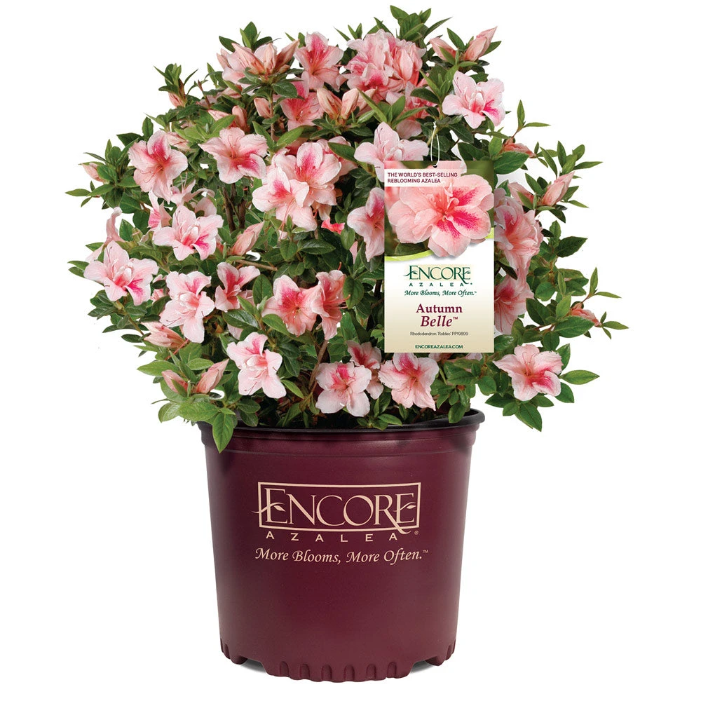 Brighter Blooms Autumn Belle™ Encore® Azalea Shrub Shrubs & Hedges 4 Brighter Blooms Autumn Belle™ Encore® Azalea Shrub Shrubs & Hedges