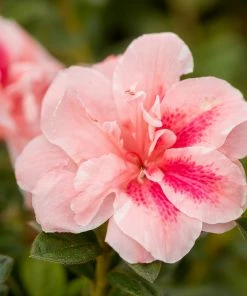 Brighter Blooms Autumn Belle™ Encore® Azalea Shrub Shrubs & Hedges