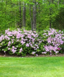 Brighter Blooms Autumn Belle™ Encore® Azalea Shrub Shrubs & Hedges 7 Brighter Blooms Autumn Belle™ Encore® Azalea Shrub Shrubs & Hedges